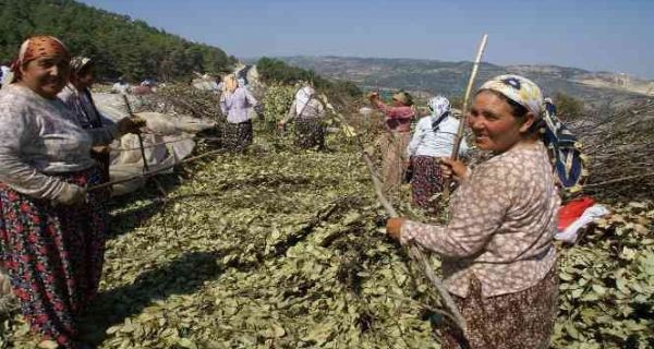 Mersin’de Odun D rn Satnda Hedefler Ald