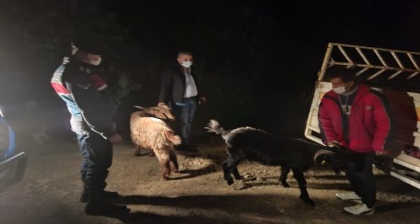 Kay�p ke�iler, ormanl�k alanda bulundu