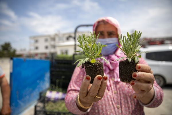 Mersin�de K�ra� Topraklar Lavanta Fideleriyle Renklenecek
