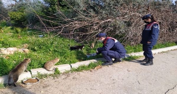 Jandarma ekipleri, kstlamada sokak hayvanlarn unutmuyor