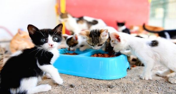 Ka�l� Ge�ici Hayvan Bak�mevi sal� g�nleri ziyarete kapanacak