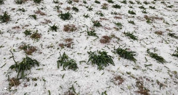 iddetli dolu, Tarsus’ta 610 dekarlk tarm arazisine zarar verdi