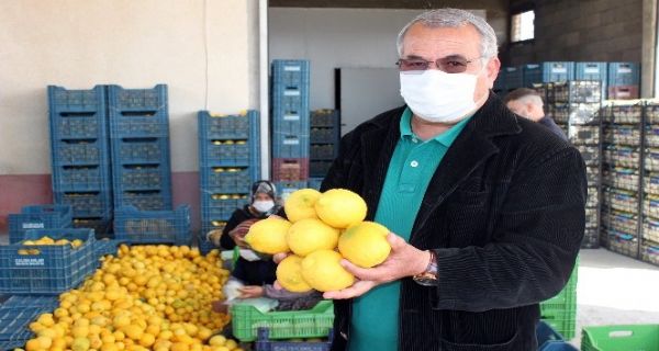 Mersin’de limon hasad tamamland