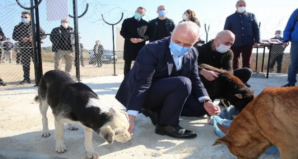 Akdeniz Belediyesi, Adanalolu’nda sokak hayvanlar iin korunakl alan yapt