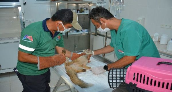 Mersin’de Sulama Havuzuna D��en Tilki Ekiplerce Kurtar�ld�