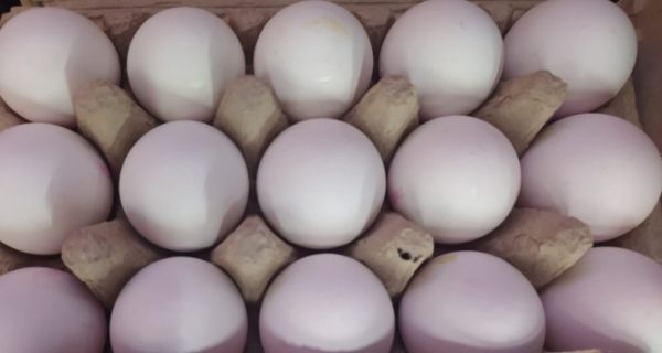 Bir koli yumurta 1 kilo kymay yakalad