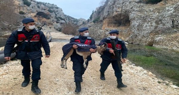 Mersin’de yaban keisi yavrusu ormanda donmak zereyken bulundu