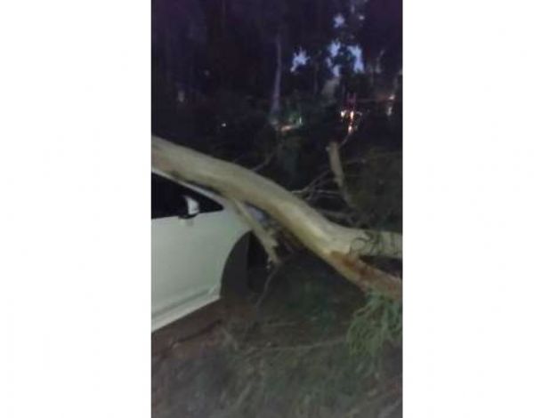 Piknik Alan�nda D��en A�a� Dallar�, 2 Araca Zarar Verdi