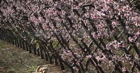 �� D�NYASI YEREL MEDYANIN SORUNLARINA E��L�YOR