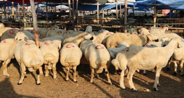 Toroslar’da Kurban Sat�� Ve Kesim Yerleri Bayrama Haz�r