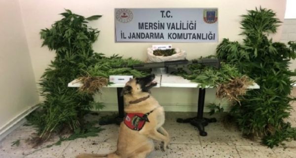 Mersin’de 784 K�k Kenevir Bitkisi Ele Ge�irildi