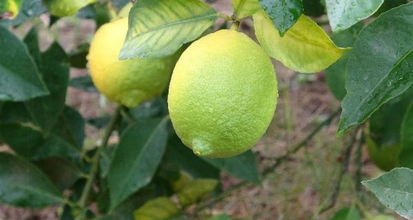 Mehur Lamas limonuna AB’de corafi iaret iin alma balatld