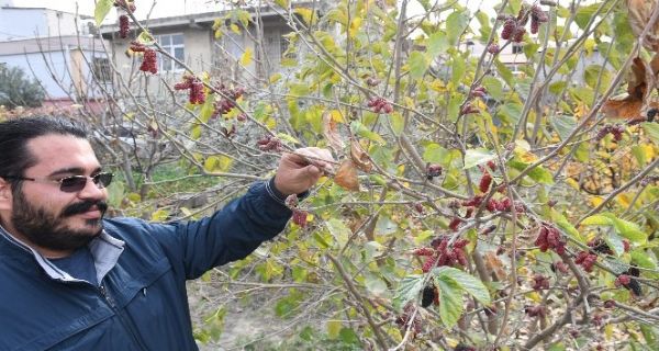 Mersin’de dut a�ac� Ocak ay�nda meyve verdi