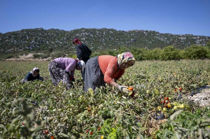 Mersinde reticiye yzde 70 hibeli domates fidesi destei