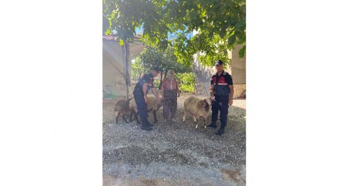 Kaybolan Koyunlarn Jandarma Buldu